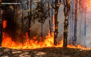 A-World-on-Fire-The-Most-Common-Causes-of-Forest-Fires