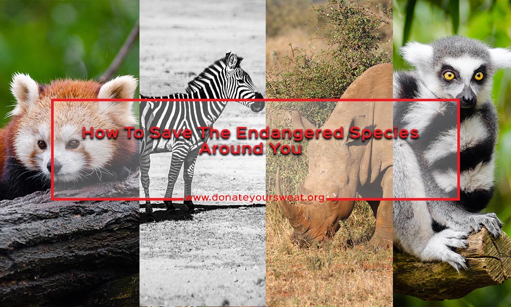 How to Save the Endangered Species around You? | Donate Your Sweat