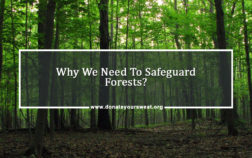 DYS-blog-13.1.jpgWhy-We-Need-To-Safeguard-Forests