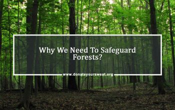 DYS-blog-13.1.jpgWhy-We-Need-To-Safeguard-Forests