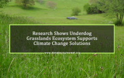 Research-Shows-Underdog-Grasslands-Ecosystem-Supports-Climate-Change-Solutions