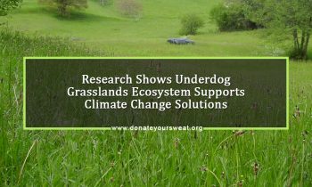 Research-Shows-Underdog-Grasslands-Ecosystem-Supports-Climate-Change-Solutions